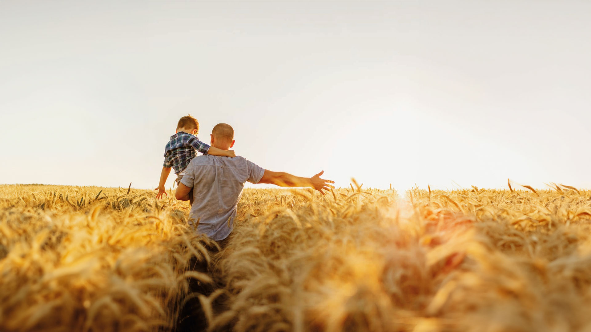 Une main dans un champ de blé dans le foncier rural